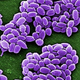 Illustration for article titled Scientists Are Using Anthrax to Cure Cancer